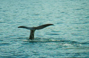 Kaikoura