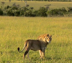 Masai Mara