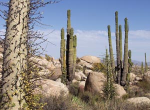 Baja California